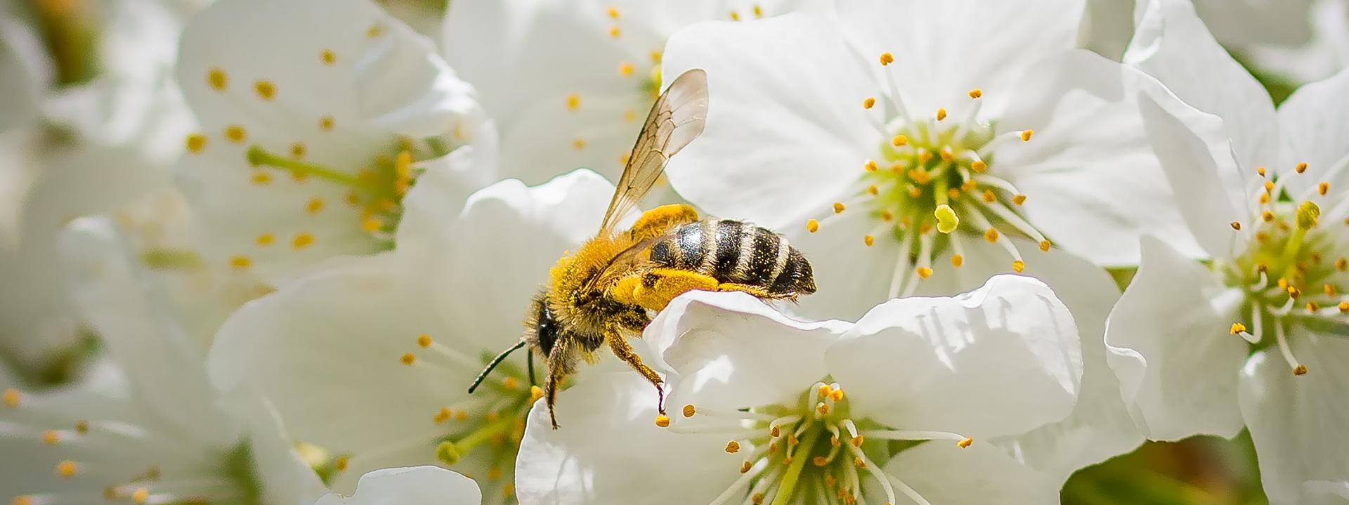 allergies-pollen